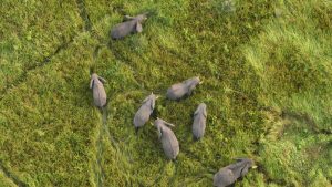 Journée mondiale de l’éléphant : le géant qui façonne les écosystèmes