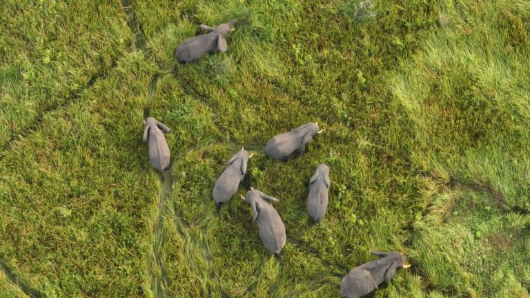 Journée mondiale de l’éléphant : le géant qui façonne les écosystèmes