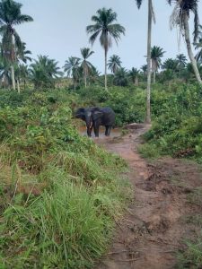 Kasaï-Central : un éléphant tue un homme à Mikalayi