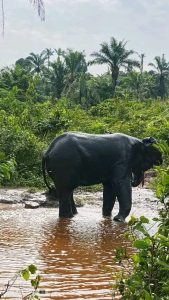 Kasaï central : L’éléphant incontrôlé fait une deuxième victime à Kazumba